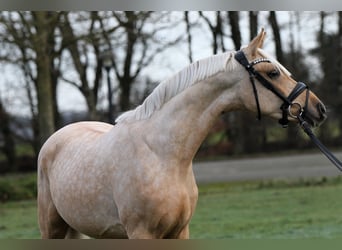 Deutsches Reitpony, Wallach, 3 Jahre, 146 cm, Palomino