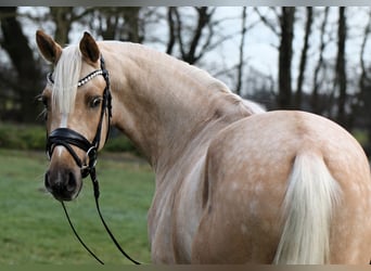Deutsches Reitpony, Wallach, 3 Jahre, 146 cm, Palomino
