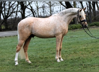 Deutsches Reitpony, Wallach, 3 Jahre, 146 cm, Palomino