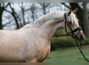 Deutsches Reitpony, Wallach, 3 Jahre, 146 cm, Palomino