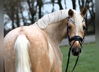 Deutsches Reitpony, Wallach, 3 Jahre, 146 cm, Palomino