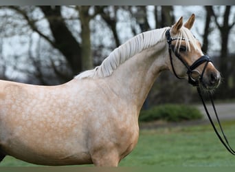 Deutsches Reitpony, Wallach, 3 Jahre, 146 cm, Palomino