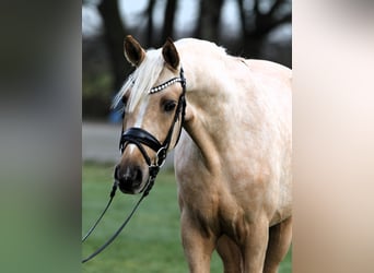 Deutsches Reitpony, Wallach, 3 Jahre, 146 cm, Palomino