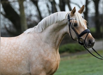 Deutsches Reitpony, Wallach, 3 Jahre, 146 cm, Palomino