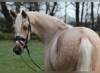Deutsches Reitpony, Wallach, 3 Jahre, 146 cm, Palomino
