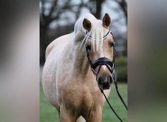 Deutsches Reitpony, Wallach, 3 Jahre, 146 cm, Palomino