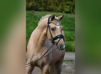 Deutsches Reitpony, Wallach, 3 Jahre, 146 cm, Palomino