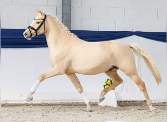Deutsches Reitpony, Wallach, 3 Jahre, 146 cm, Palomino