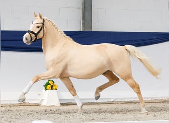Deutsches Reitpony, Wallach, 3 Jahre, 146 cm, Palomino