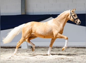 Deutsches Reitpony, Wallach, 3 Jahre, 146 cm, Palomino