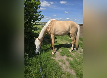 Deutsches Reitpony Mix, Wallach, 3 Jahre, 146 cm, Palomino