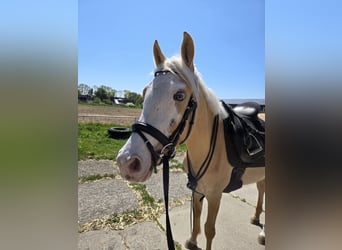 Deutsches Reitpony Mix, Wallach, 3 Jahre, 146 cm, Palomino