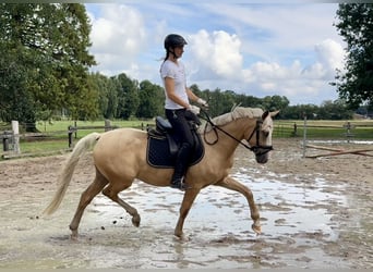Deutsches Reitpony, Wallach, 3 Jahre, 146 cm, Palomino