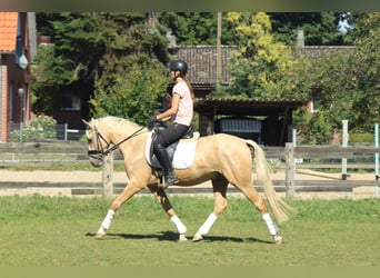 Deutsches Reitpony, Wallach, 3 Jahre, 146 cm, Palomino