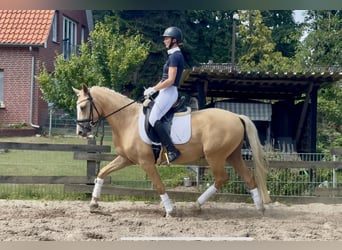 Deutsches Reitpony, Wallach, 3 Jahre, 146 cm, Palomino