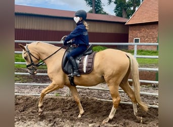 Deutsches Reitpony, Wallach, 3 Jahre, 146 cm, Palomino