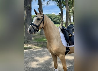 Deutsches Reitpony, Wallach, 3 Jahre, 146 cm, Palomino