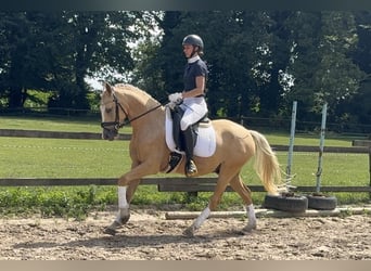 Deutsches Reitpony, Wallach, 3 Jahre, 146 cm, Palomino