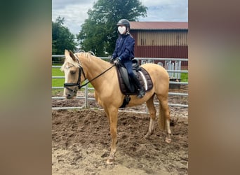 Deutsches Reitpony, Wallach, 3 Jahre, 146 cm, Palomino