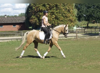 Deutsches Reitpony, Wallach, 3 Jahre, 146 cm, Palomino