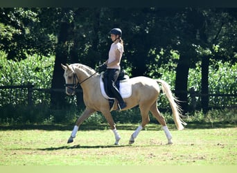 Deutsches Reitpony, Wallach, 3 Jahre, 146 cm, Palomino