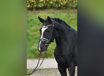Deutsches Reitpony, Wallach, 3 Jahre, 146 cm, Rappe