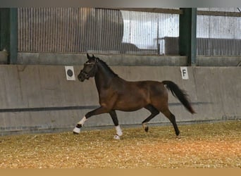 Deutsches Reitpony, Wallach, 3 Jahre, 146 cm, Rappe