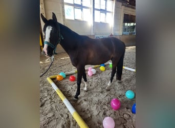 Deutsches Reitpony, Wallach, 3 Jahre, 146 cm, Rappe