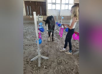 Deutsches Reitpony, Wallach, 3 Jahre, 146 cm, Rappe