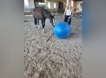 Deutsches Reitpony, Wallach, 3 Jahre, 146 cm, Rappe