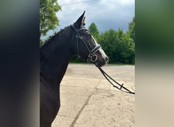 Deutsches Reitpony, Wallach, 3 Jahre, 146 cm, Rappe