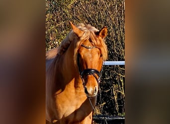 Deutsches Reitpony, Wallach, 3 Jahre, 146 cm, Red Dun