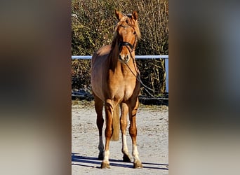 Deutsches Reitpony, Wallach, 3 Jahre, 146 cm, Red Dun