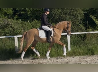 Deutsches Reitpony, Wallach, 3 Jahre, 146 cm, Red Dun
