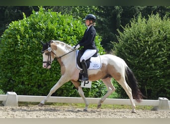 Deutsches Reitpony, Wallach, 3 Jahre, 146 cm, Schecke