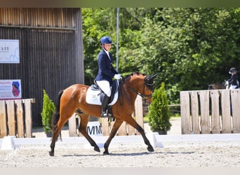 Deutsches Reitpony, Wallach, 3 Jahre, 147 cm, Brauner