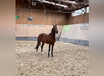 Deutsches Reitpony, Wallach, 3 Jahre, 147 cm, Brauner