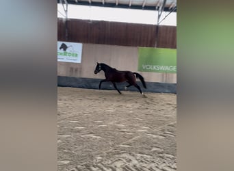 Deutsches Reitpony, Wallach, 3 Jahre, 147 cm, Brauner