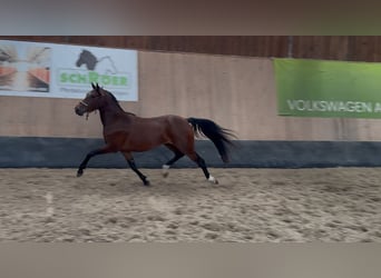 Deutsches Reitpony, Wallach, 3 Jahre, 147 cm, Brauner