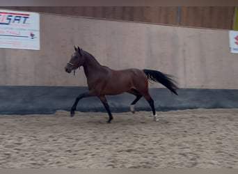 Deutsches Reitpony, Wallach, 3 Jahre, 147 cm, Brauner