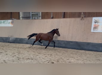 Deutsches Reitpony, Wallach, 3 Jahre, 147 cm, Brauner