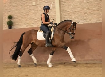 Deutsches Reitpony, Wallach, 3 Jahre, 147 cm, Brauner