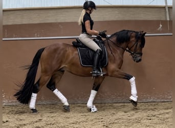Deutsches Reitpony, Wallach, 3 Jahre, 147 cm, Brauner