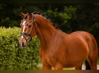 Deutsches Reitpony, Wallach, 3 Jahre, 147 cm, Brauner