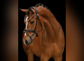 Deutsches Reitpony, Wallach, 3 Jahre, 147 cm, Brauner