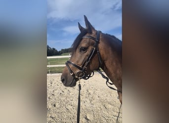 Deutsches Reitpony, Wallach, 3 Jahre, 147 cm, Brauner