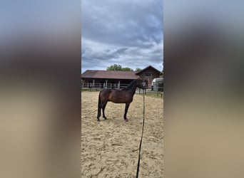 Deutsches Reitpony, Wallach, 3 Jahre, 147 cm, Brauner