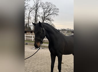 Deutsches Reitpony, Wallach, 3 Jahre, 147 cm, Brauner