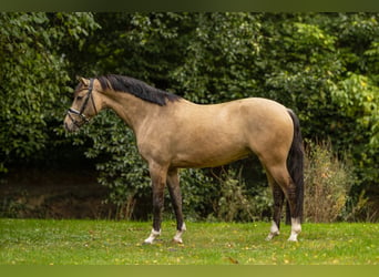 Deutsches Reitpony, Wallach, 3 Jahre, 147 cm, Buckskin