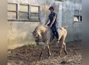 Deutsches Reitpony, Wallach, 3 Jahre, 147 cm, Buckskin